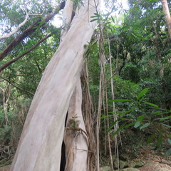 Tristaniopsis exiliflora