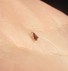 Oropterus coniger