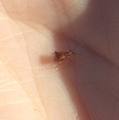 Oropterus coniger