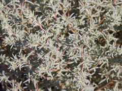 Petrosimonia brachiata