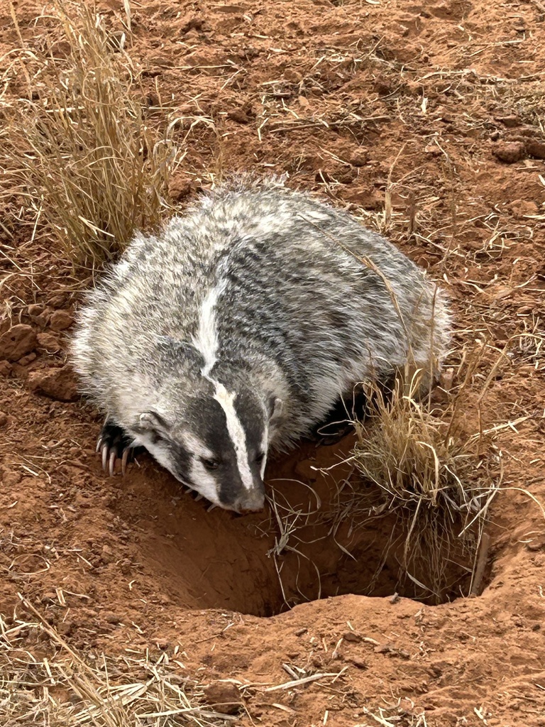 American Badger from Rotan, TX, US on December 15, 2025 at 01:53 PM by ...