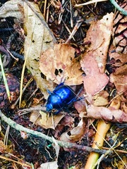 Trypocopris vernalis