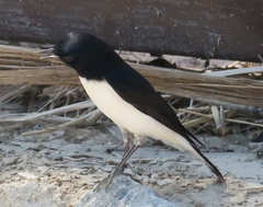 Oenanthe albonigra
