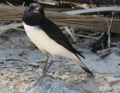 Oenanthe albonigra