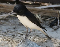 Oenanthe albonigra