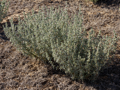 Petrosimonia brachiata