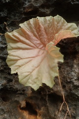 Image of Begonia goudotii