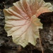 Begonia goudotii - Photo (c) geodain, some rights reserved (CC BY-NC), uploaded by geodain