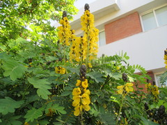 Senna didymobotrya