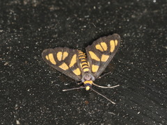 Amata trigonophora
