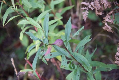 Unknown species found near Groton, VT, USA