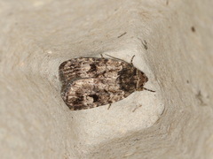 Thoracolopha flexirena