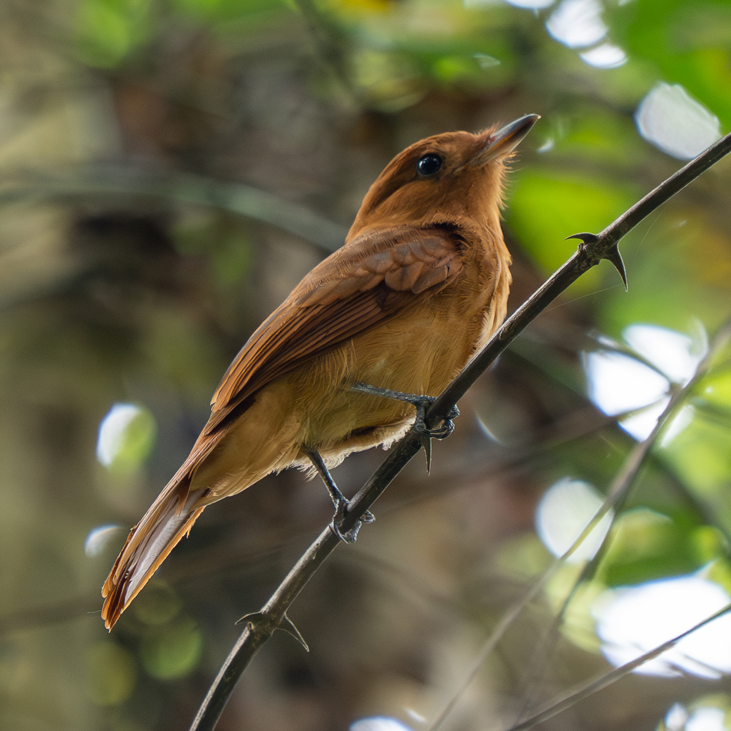 Rufous Mourner (Rhytipterna holerythra), photo 9