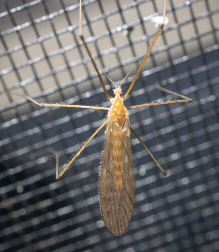 Unknown species found near Calais, VT, USA