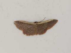 Idaea costaria