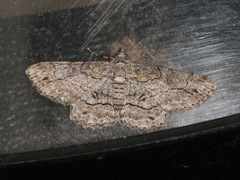 Cleora injectaria