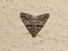Lipogya exprimataria