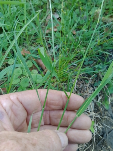 Echinopogon nutans observed 2025-12-14
