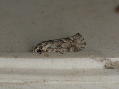 Lichenaula appropinquans