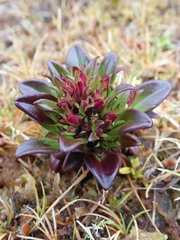 Gentianella antarctica