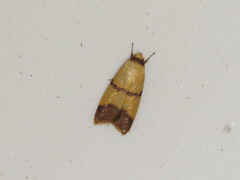 Heteroteucha translatella