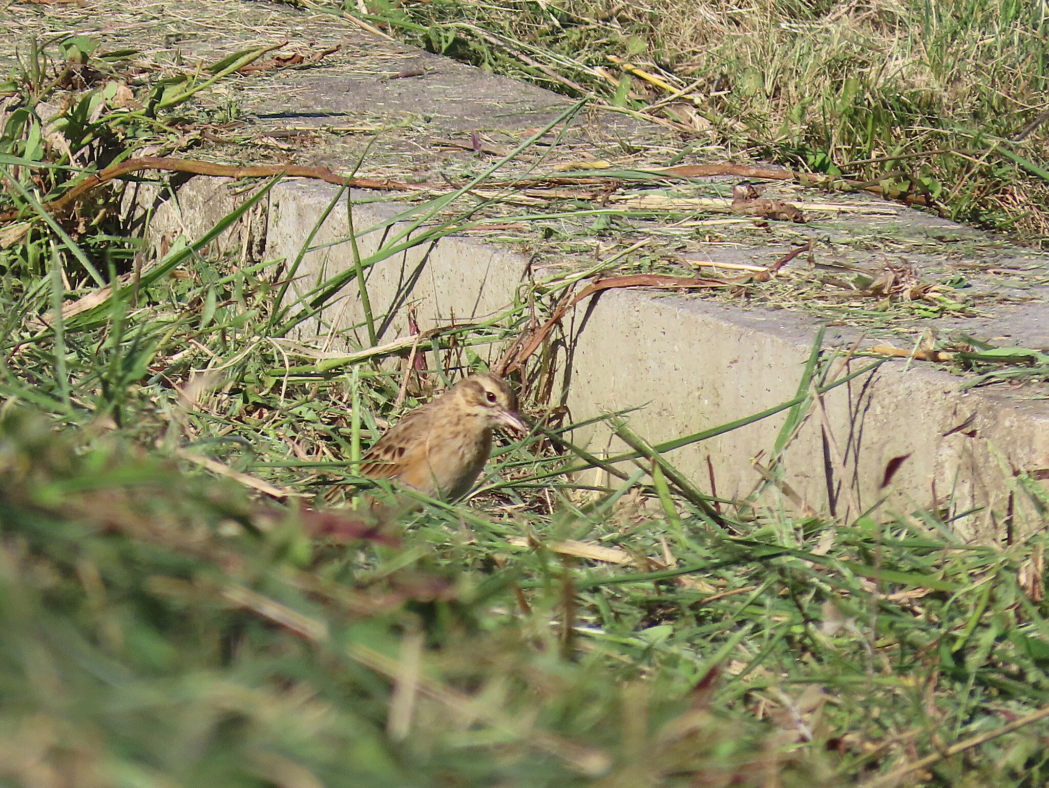 Richard's Pipit