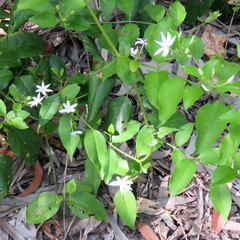 Jasminum elongatum
