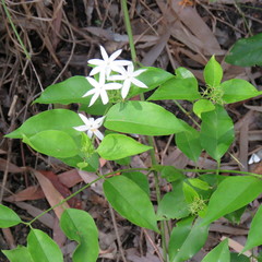 Jasminum elongatum