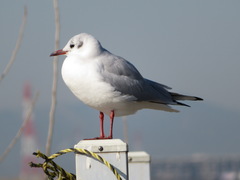 Chroicocephalus ridibundus