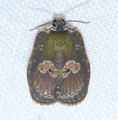 Cnesteboda celligera