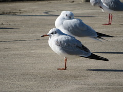 Chroicocephalus ridibundus