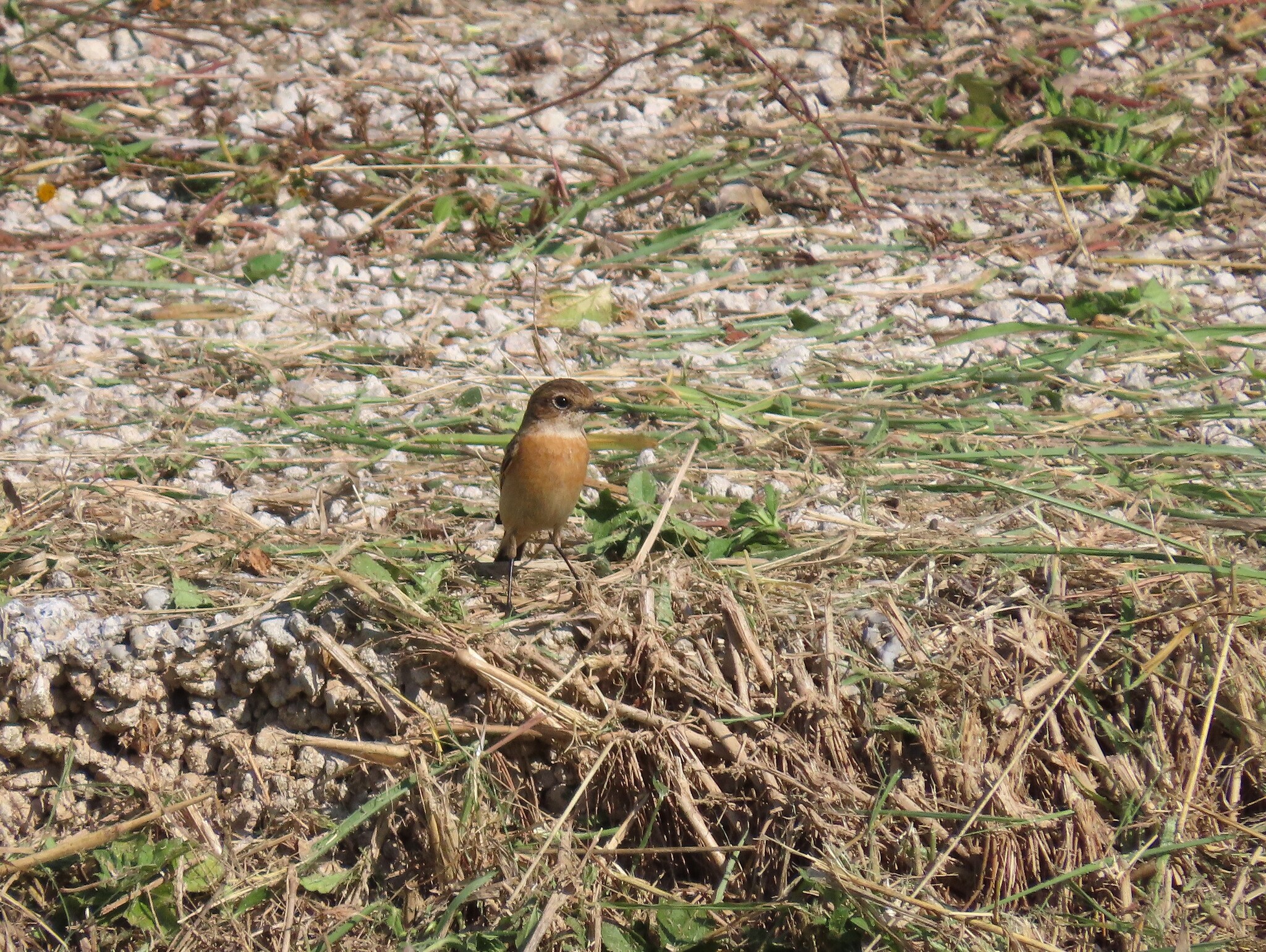 Siberian Stonechat