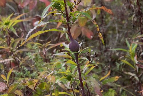 Unknown species found near Groton, VT, USA