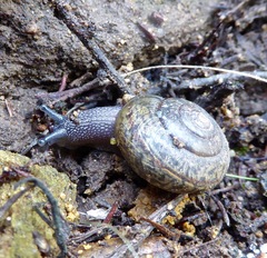 Helminthoglypta petricola