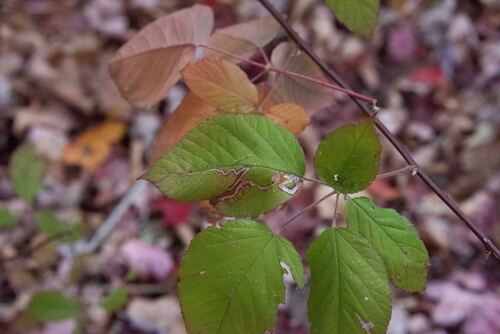 Unknown species found near Groton, VT, USA