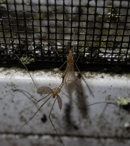 Unknown species found near Calais, VT, USA