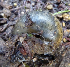 Helminthoglypta petricola