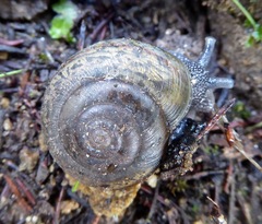 Helminthoglypta petricola