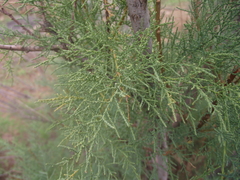 Tamarix usneoides