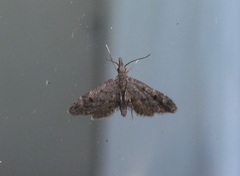 Isonomeutis amauropa