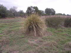 Miscanthus ecklonii