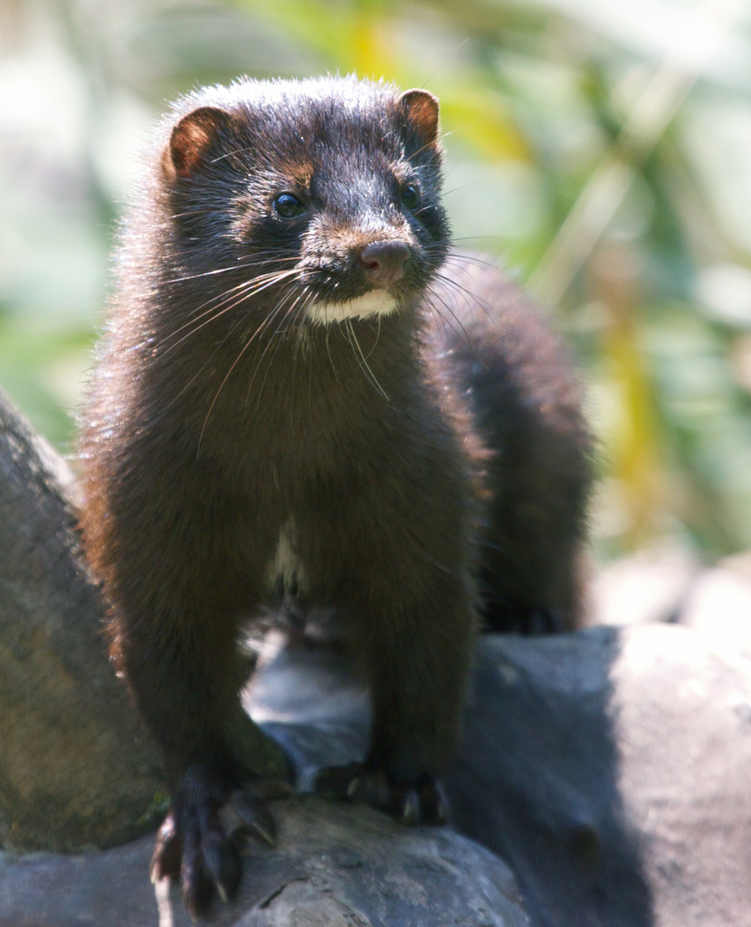 American Mink (eMammal Virginia Camera Trap Field Guide) · iNaturalist