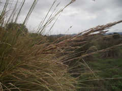 Miscanthus ecklonii
