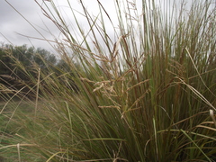 Miscanthus ecklonii