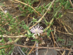 Mesembryanthemum junceum