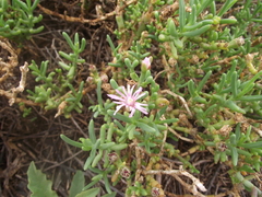 Mesembryanthemum junceum