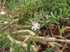 Mesembryanthemum junceum