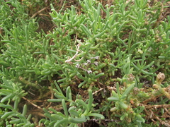 Mesembryanthemum junceum