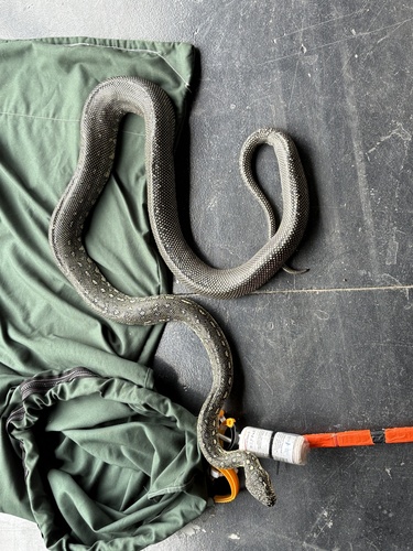 Diamond Python sighting