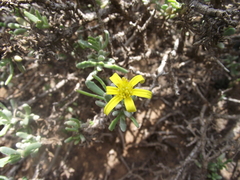 Osteospermum sinuatum